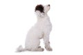 Cute mixed breed poodle dog Royalty Free Stock Photo