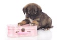 Cute mixed breed puppy on a little suitcase