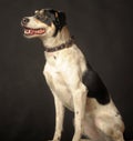 Mixed breed puppy portrait, white with a red and black dog on a dark background in the studio Royalty Free Stock Photo