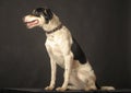 Mixed breed puppy portrait, white with a red and black dog on a dark background in the studio Royalty Free Stock Photo