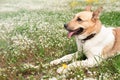 Cute mixed breed shepherd dog on green grass in spring flowers Royalty Free Stock Photo