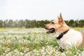 Cute mixed breed shepherd dog on green grass in spring flowers Royalty Free Stock Photo