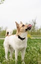 Cute mixed breed shepherd dog on green grass in spring flowers Royalty Free Stock Photo