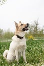 Cute mixed breed shepherd dog on green grass in spring flowers Royalty Free Stock Photo