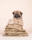 Cute mixed breed spitz puppy in a burlap sack