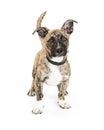 Cute Crossbreed Small Brindle Dog