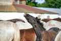 Cute molting foal smiling and showing his teeth