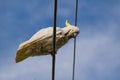 Cute moment of cockatoo bird on the powerline with blue sky at the background. Royalty Free Stock Photo