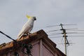 Cute moment of Cockatoo bird standing alone on the house`s roof.