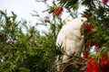 Cute moment of the cockatoo bird on the tree and eating Red bottle brush flower in a spring season at a botanical garden.