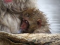 Cute baby snow monkey sucking milk from mom inside hot springs while the snow falls in the winter season-Japan
