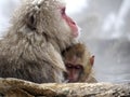 Cute baby snow monkey sucking milk from mom inside hot springs while the snow falls in the winter season-Japan Royalty Free Stock Photo