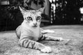 Cute moment of a thai cat laying on a ground in black and white color picture style.