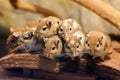 Cute Mongolian gerbil family Royalty Free Stock Photo