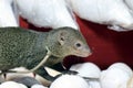 Cute mongoose. Mongoose in a shop.