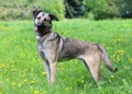 Cute mongrel dog with mouth open standing on green grass