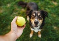 Cute mongrel dog portrait shot with a owner arm offering green tennis ball to lovely friend. Loyal dogs pets friendship, outdoor Royalty Free Stock Photo