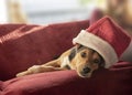 Cute mongrel dog with santa hat.