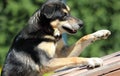 Cute mongrel dog waving its paw on a natural background