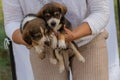 Cute mongrel puppies are volunteer viruses