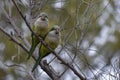 cute pair of monk parakeet (Myiopsitta monachus) perching