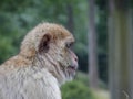 Cute monkey Royalty Free Stock Photo