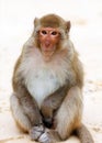Cute monkey curiously sitting on the beach in Vietnam Royalty Free Stock Photo