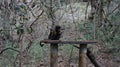 Cute monkey dines with fruit, South Africa