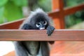 Cute Monkey or Dusky langur sitting on the balcony