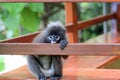 Cute Monkey or Dusky langur sitting on the balcony