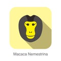 Cute monkey face, Macaca nemestrina flat icon design, vector illustration