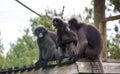 Adult monkeys sits and eating banana fruit in the forest. Monkey forest, Ubud, Bali, Indonesia. Royalty Free Stock Photo