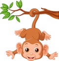 Cute monkey hangin on a tree
