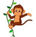 Cute monkey Royalty Free Stock Photo