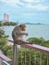 A cute monkey at Khao Sam Muk Viewpoint, Bang Saen , THAIALND Royalty Free Stock Photo