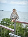 A cute monkey at Khao Sam Muk Viewpoint, Bang Saen , THAIALND Royalty Free Stock Photo