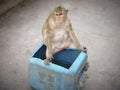A cute monkey at Khao Sam Muk Viewpoint, Bang Saen , THAIALND Royalty Free Stock Photo