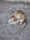 A cute monkey at Khao Sam Muk Viewpoint, Bang Saen , THAIALND Royalty Free Stock Photo