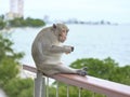 A cute monkey at Khao Sam Muk Viewpoint, Bang Saen , THAIALND Royalty Free Stock Photo