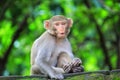 Cute monkey little monkey in jungle with food in mouth potrait hd background Royalty Free Stock Photo