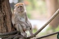 A cute monkey lives in a natural forest of Thailand Royalty Free Stock Photo