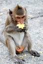 Cute monkey lives in a natural forest of Thailand. Royalty Free Stock Photo