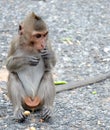 Cute monkey lives in a natural forest of Thailand. Royalty Free Stock Photo