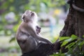 A cute monkey lives in a natural forest of Thailand Royalty Free Stock Photo