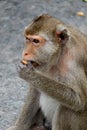 Cute monkey lives in a natural forest of Thailand. Royalty Free Stock Photo