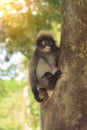 Cute monkey lives in a natural forest of Thailand. Royalty Free Stock Photo
