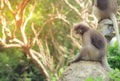 Cute monkey lives in a natural forest of Thailand. Royalty Free Stock Photo