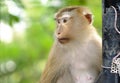 Cute Monkey 're looking at something Royalty Free Stock Photo