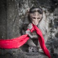 Cute monkey with a red scarf