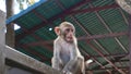 A cute monkey. China, Hainan